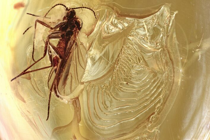 Fossil Dark-Winged Fungus Gnat (Sciaridae) In Baltic Amber #346620